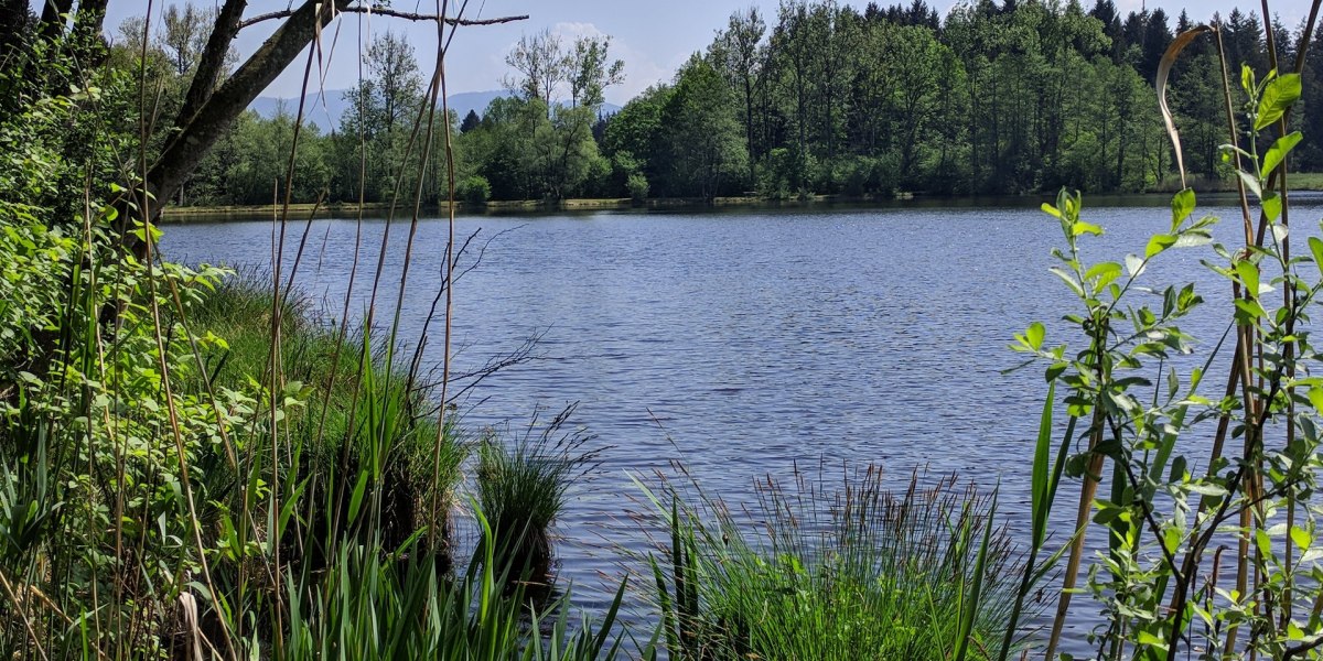 Neuer Weiher in der Nähe von Promberg, © Stadt Wolfratshausen